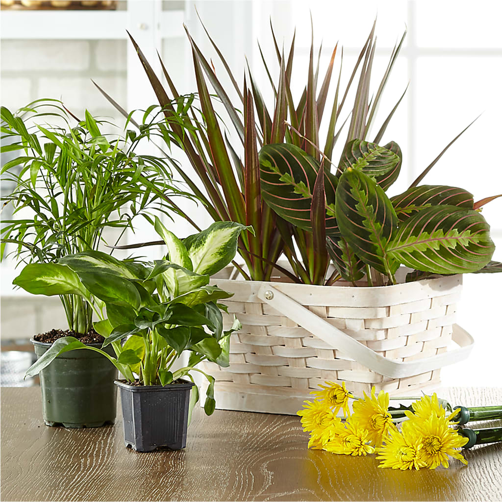 Florist Designed Blooming and Green Plants in a Basket – SHASTA DAISY'S FLORIST & BOUTIQUE, Mobile AL