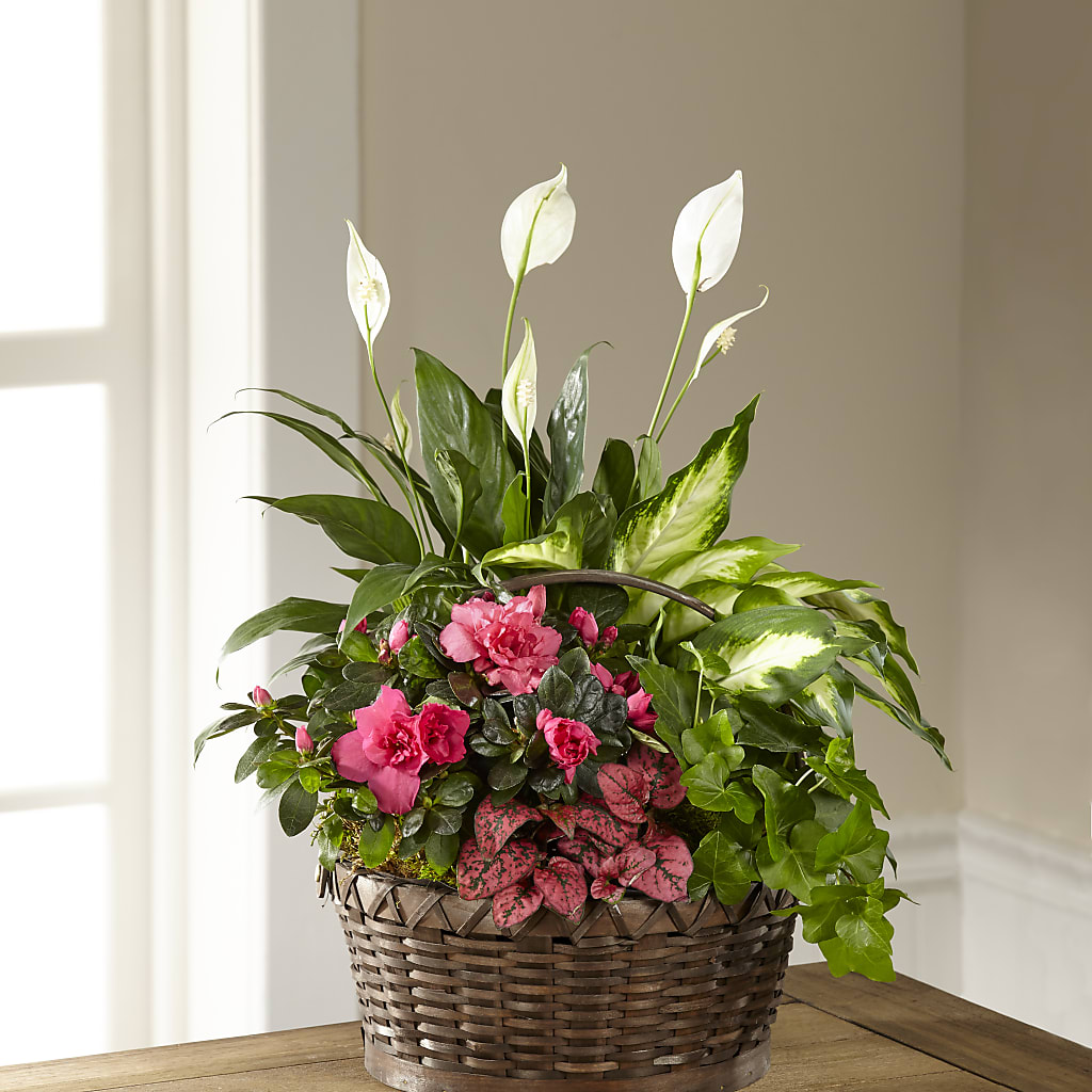 Dream in Pink Dishgarden – SHASTA DAISY'S FLORIST & BOUTIQUE, Mobile AL