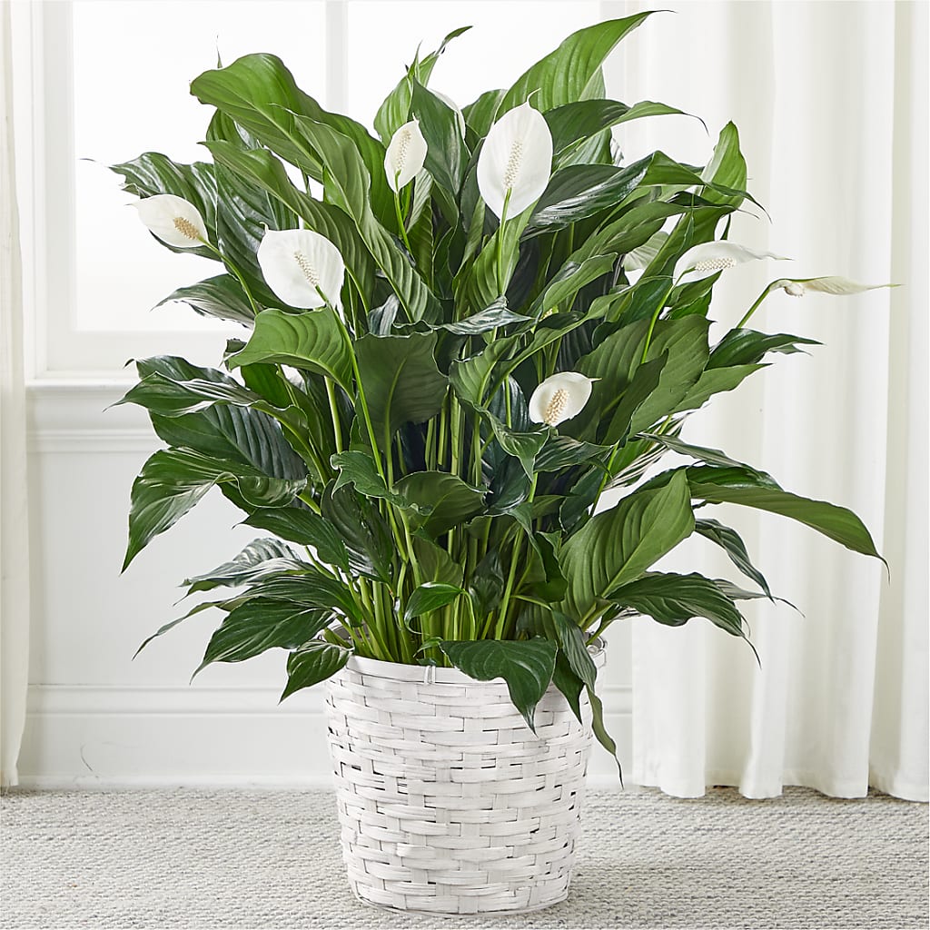 A New Leaf Peace Lily – SHASTA DAISY'S FLORIST & BOUTIQUE, Mobile AL