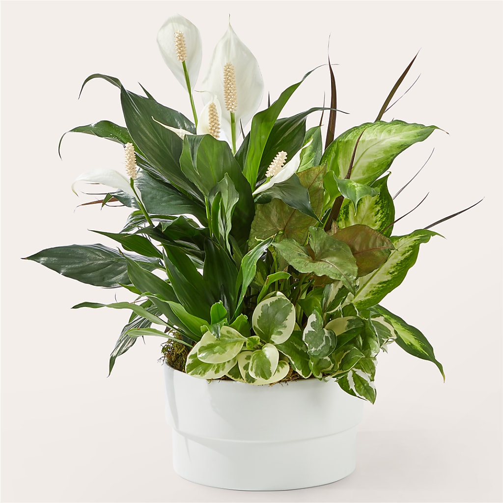 Radiating Positivity Dishgarden – SHASTA DAISY'S FLORIST & BOUTIQUE, Mobile AL