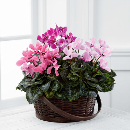 Mixed Cyclamen Planter – SHASTA DAISY'S FLORIST & BOUTIQUE, Mobile AL