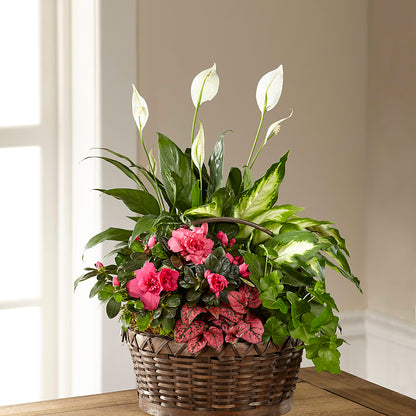 Dream in Pink Dishgarden – SHASTA DAISY'S FLORIST & BOUTIQUE, Mobile AL