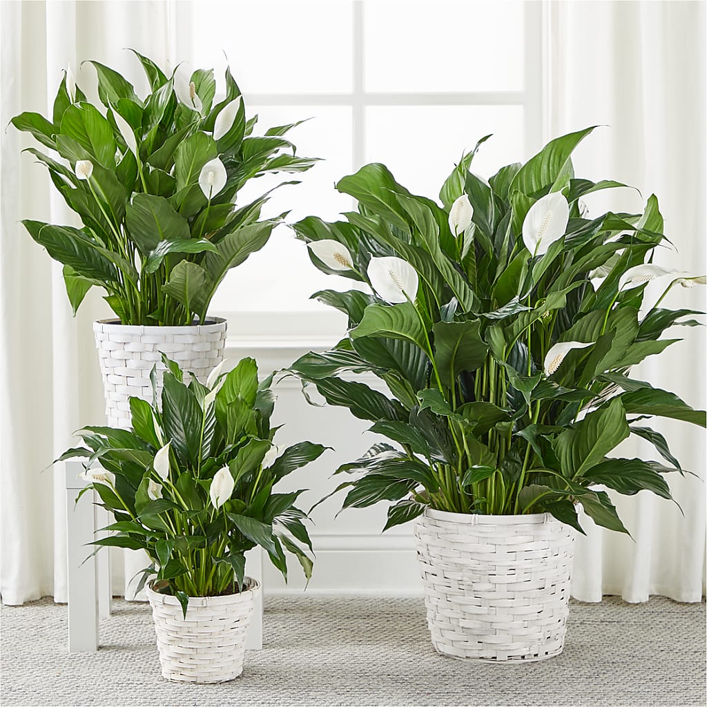 A New Leaf Peace Lily – SHASTA DAISY'S FLORIST & BOUTIQUE, Mobile AL