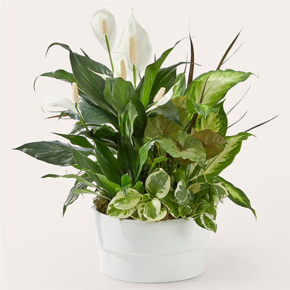 Radiating Positivity Dishgarden – SHASTA DAISY'S FLORIST & BOUTIQUE, Mobile AL